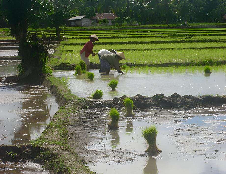 BMBF-Projekt IndORGANIC: Passauer Team bereitet grüne Transformation in Indonesien vor