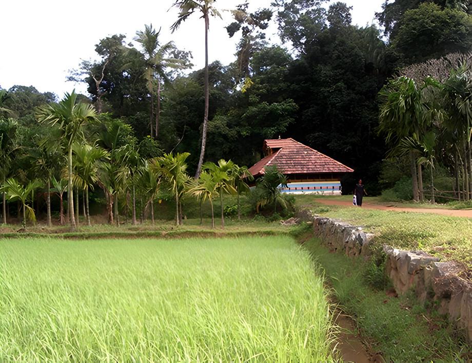 BioDIVA - Nachhaltige Landwirtschaft und Biodiversität in Süd-Indien