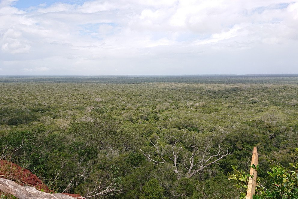 Kenianischer Küstenwald