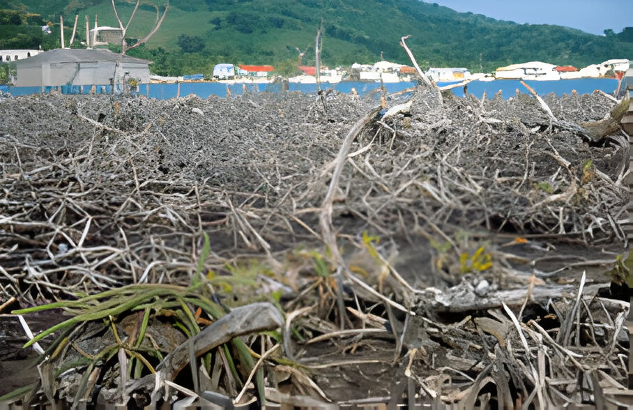 Regeneration der Mangroven auf der Insel Guanaja (Honduras) sieben Jahre nach Hurricane Mitch